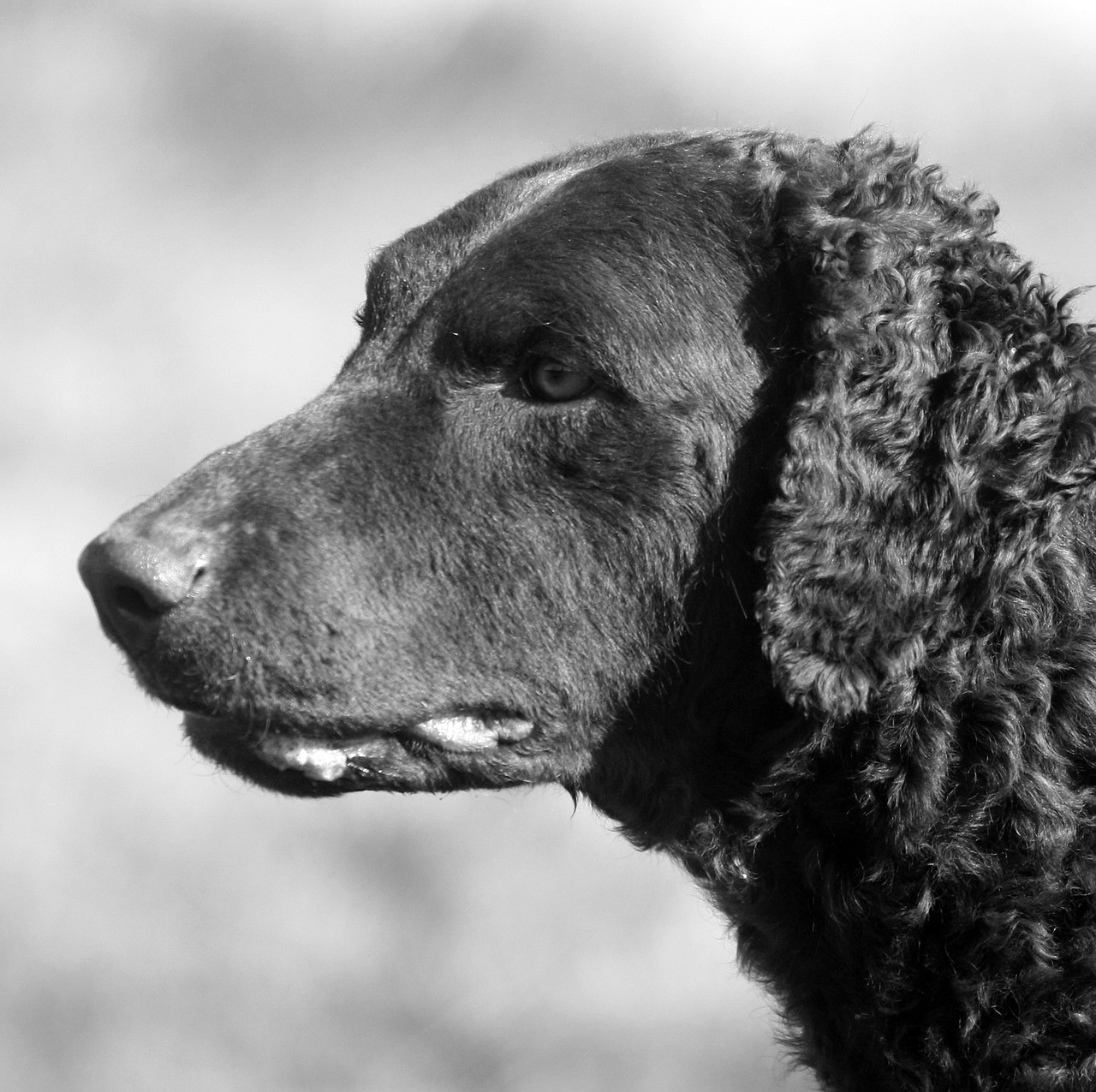 Exploring the Friendly Nature of the Curly-Coated Retriever